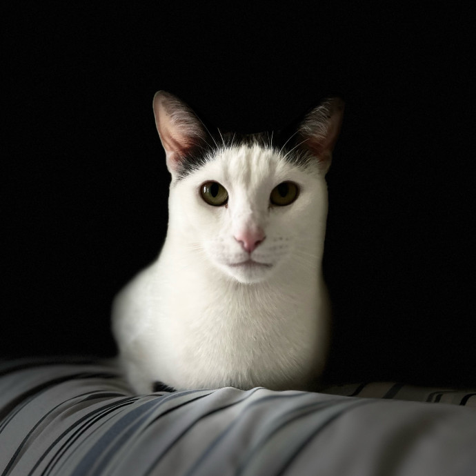 Lovecats Scv - Feline Specialty Pet Care