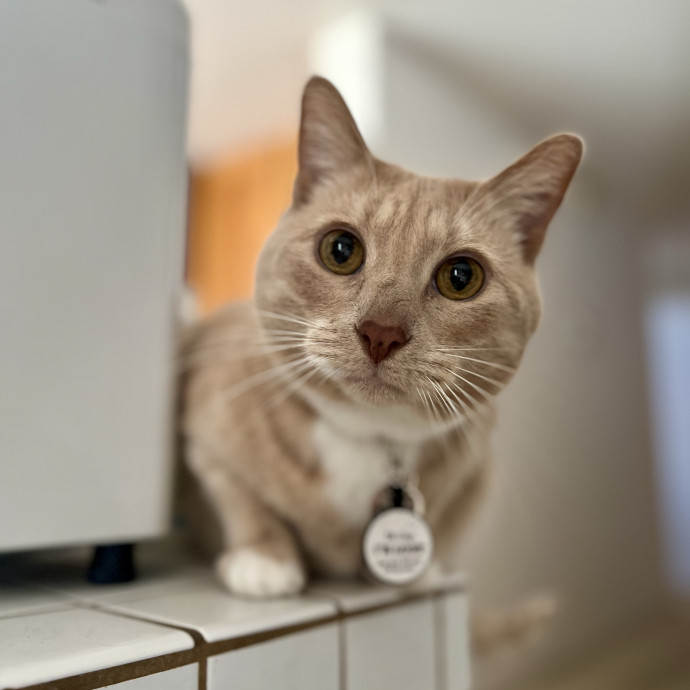 Lovecats Scv - Feline Specialty Pet Care photo 3