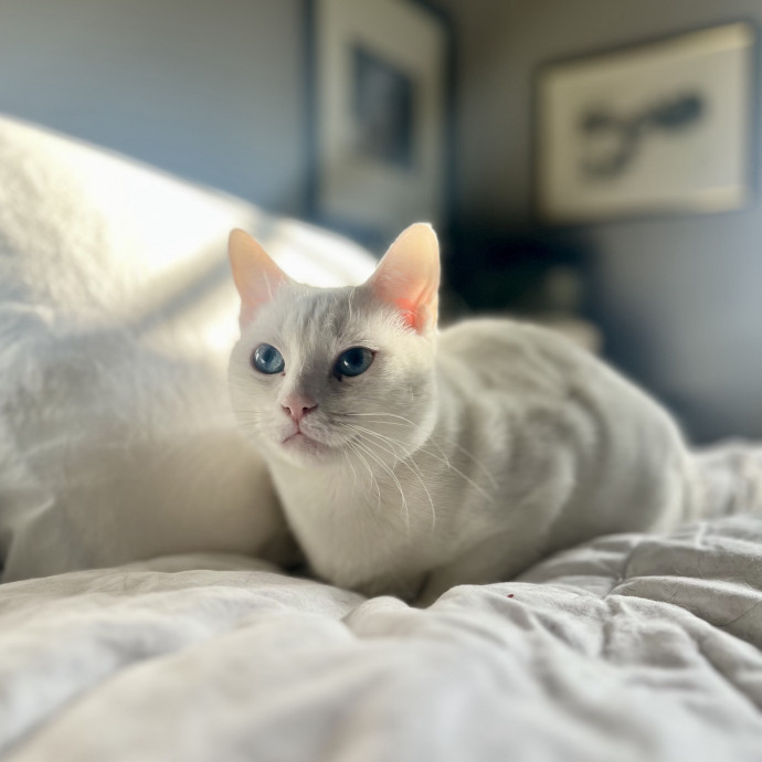 Lovecats Scv - Feline Specialty Pet Care photo 2