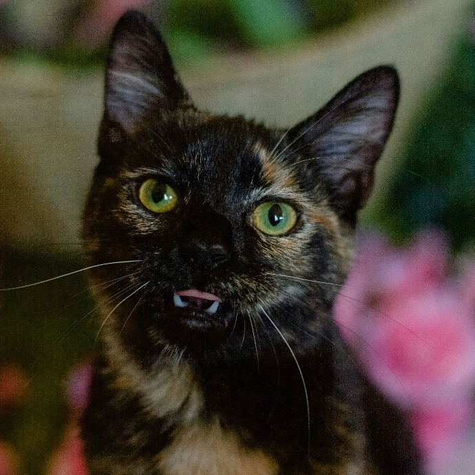 Megan's Menagerie Petsitting photo 2