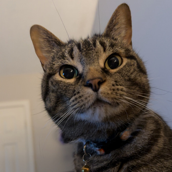 Megan's Menagerie Petsitting photo 2