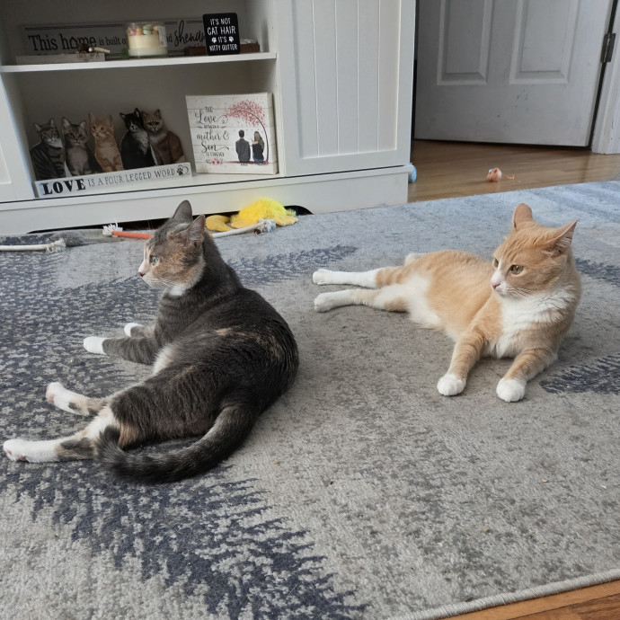 4G Cat Care