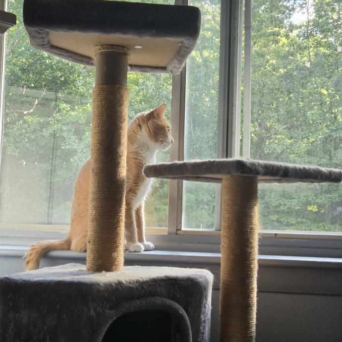 4G Cat Care