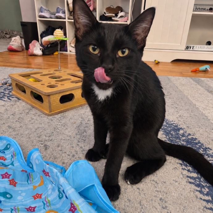 4G Cat Care