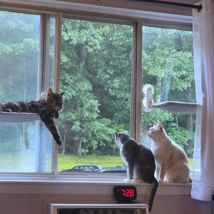 4G Cat Care