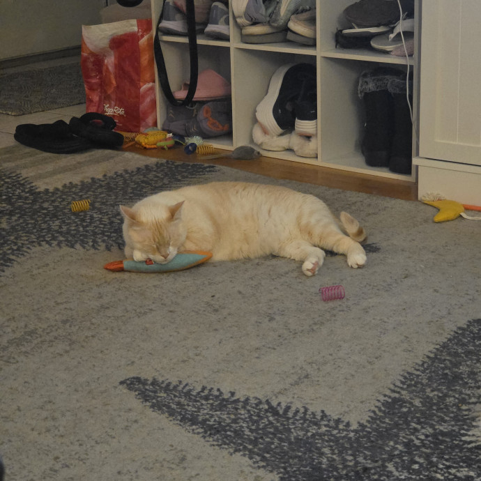 4G Cat Care