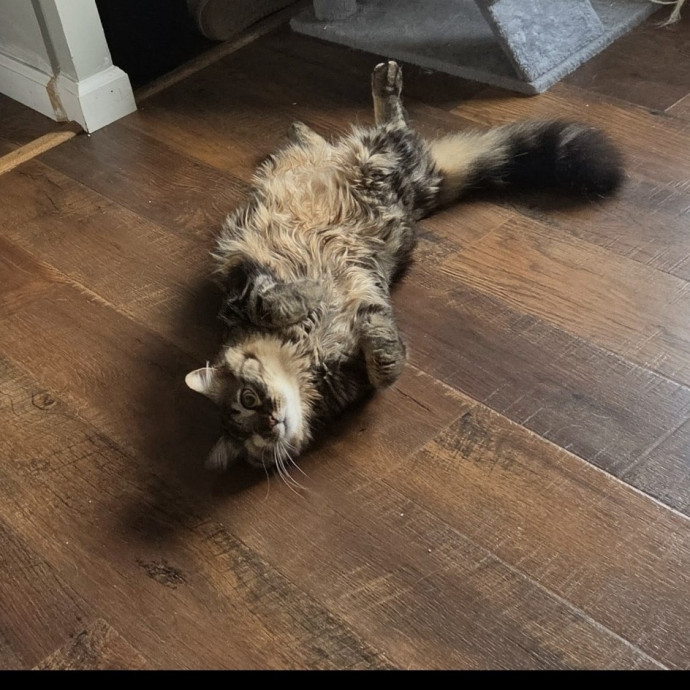 4G Cat Care
