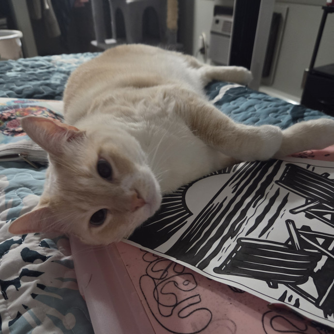 4G Cat Care