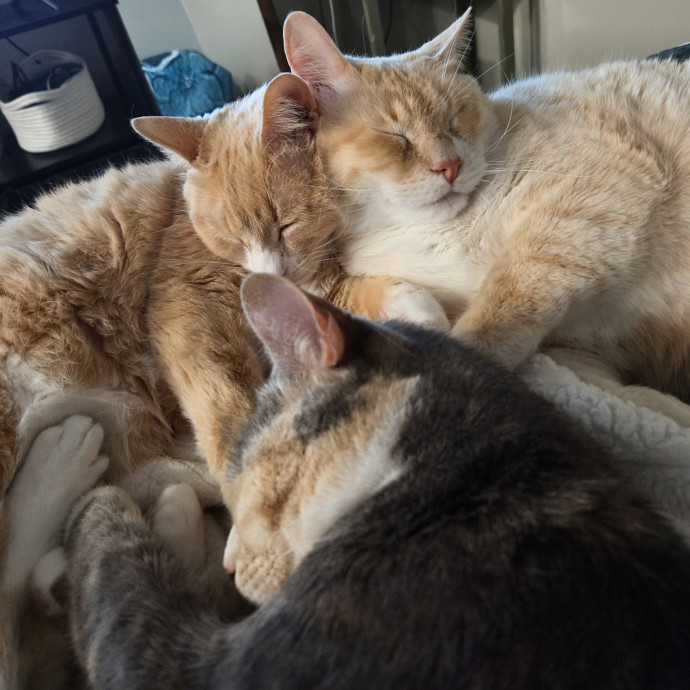 4G Cat Care photo 3
