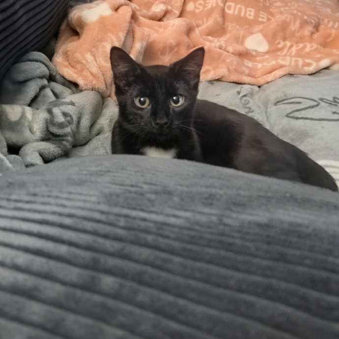 4G Cat Care photo 2