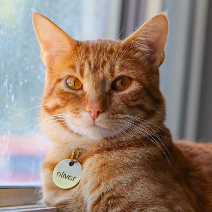 Your Friendly Neighborhood Pet-Sitter