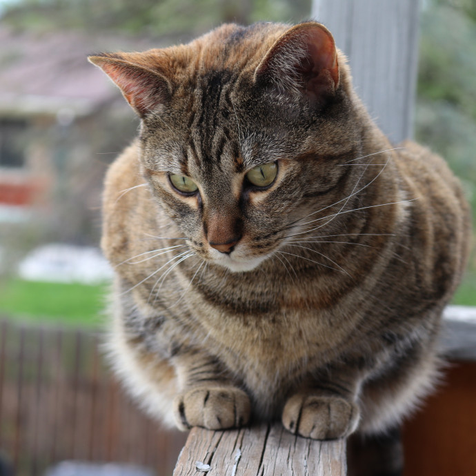 Your Friendly Neighborhood Pet-Sitter