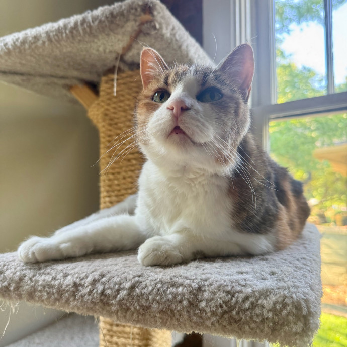 Your Friendly Neighborhood Pet-Sitter