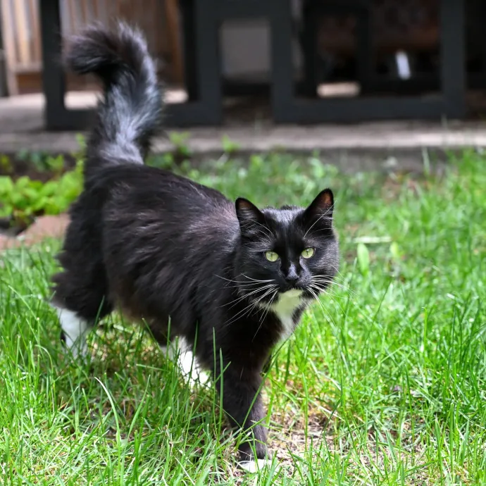 Your Friendly Neighborhood Pet-Sitter