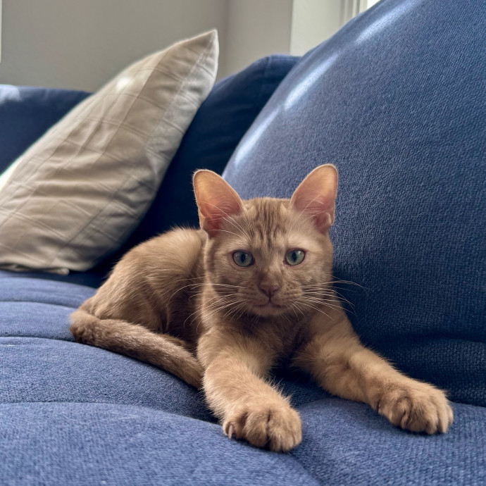 Your Friendly Neighborhood Pet-Sitter