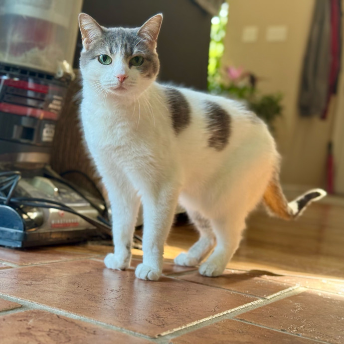 Your Friendly Neighborhood Pet-Sitter