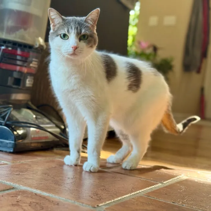 Your Friendly Neighborhood Pet-Sitter