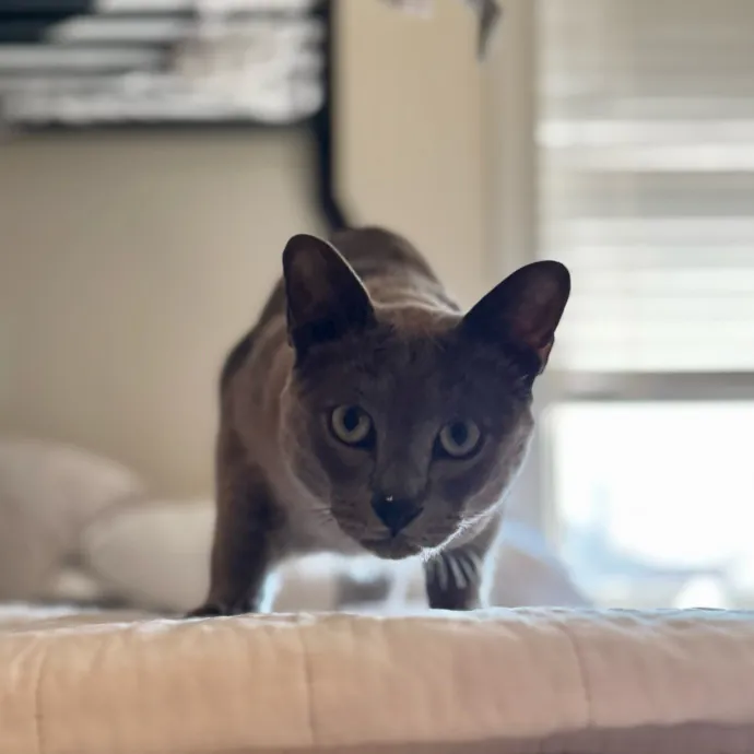 Your Friendly Neighborhood Pet-Sitter
