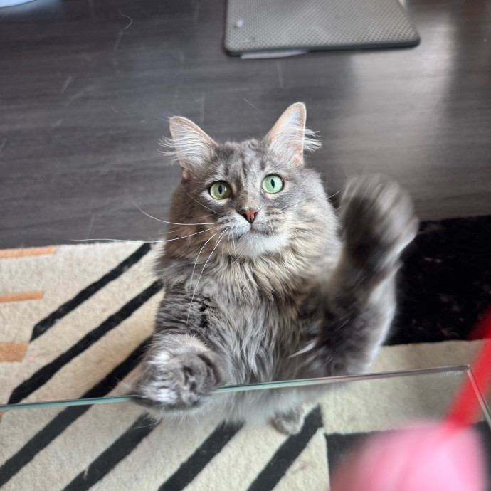 Your Friendly Neighborhood Pet-Sitter