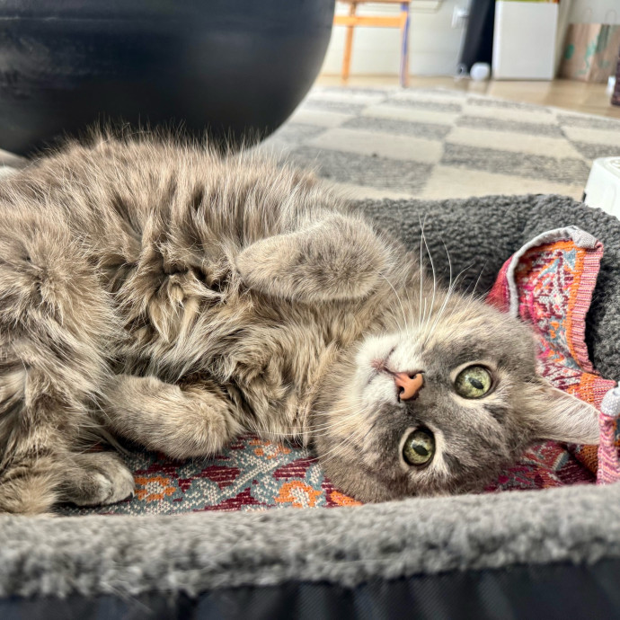 Your Friendly Neighborhood Pet-Sitter