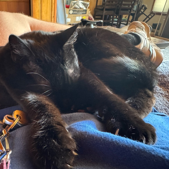 Your Friendly Neighborhood Pet-Sitter