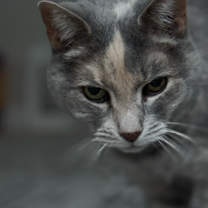 Your Friendly Neighborhood Pet-Sitter