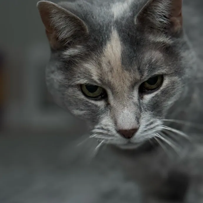 Your Friendly Neighborhood Pet-Sitter