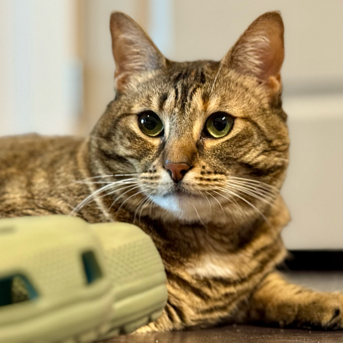 Your Friendly Neighborhood Pet-Sitter