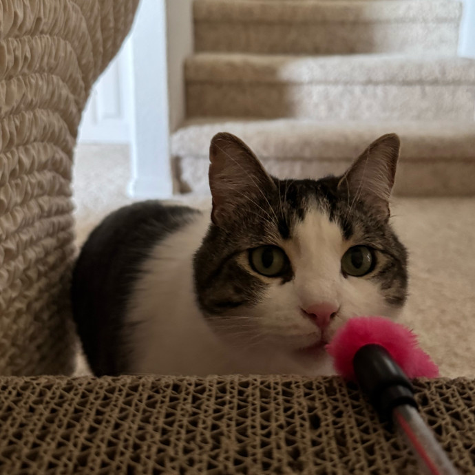 Your Friendly Neighborhood Pet-Sitter
