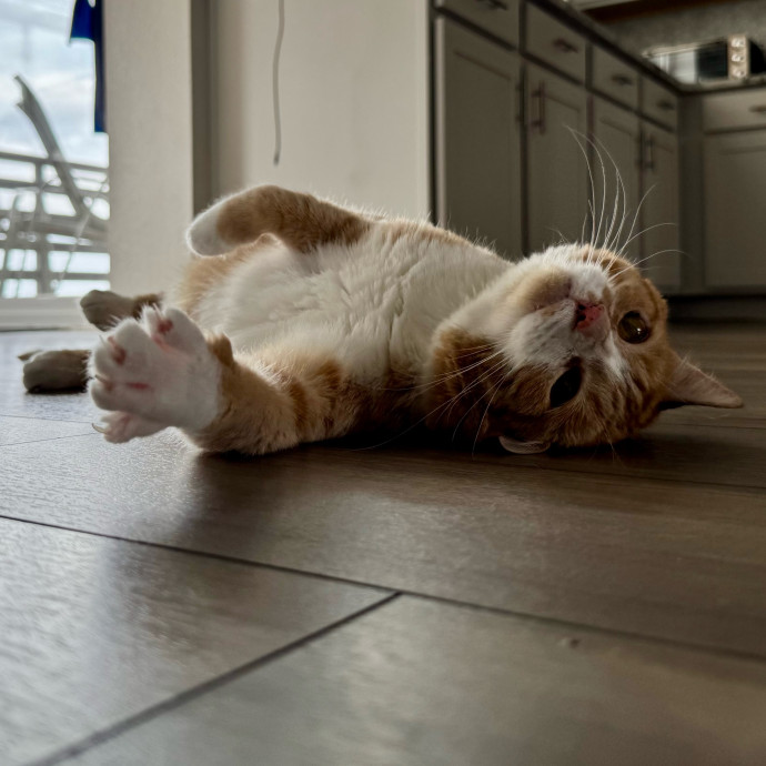 Your Friendly Neighborhood Pet-Sitter