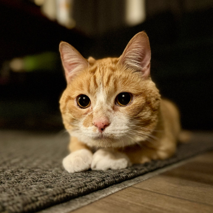 Your Friendly Neighborhood Pet-Sitter