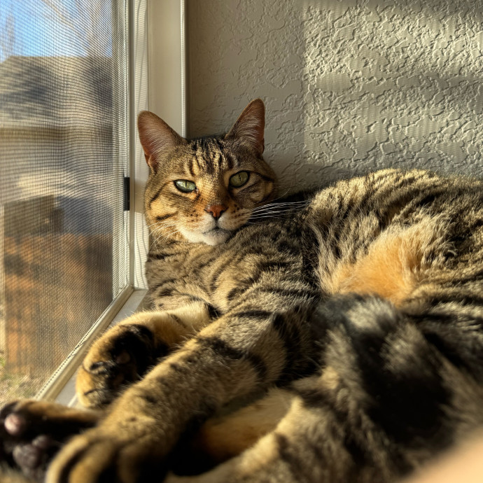 Your Friendly Neighborhood Pet-Sitter