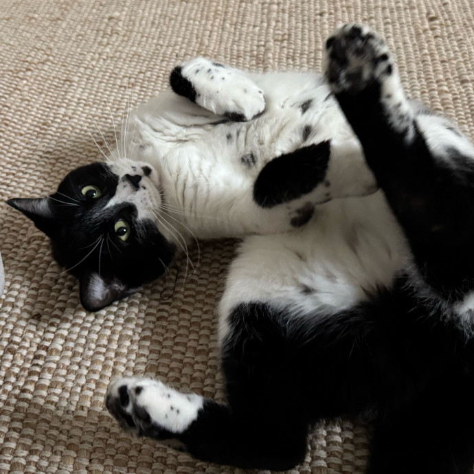 Your Friendly Neighborhood Pet-Sitter