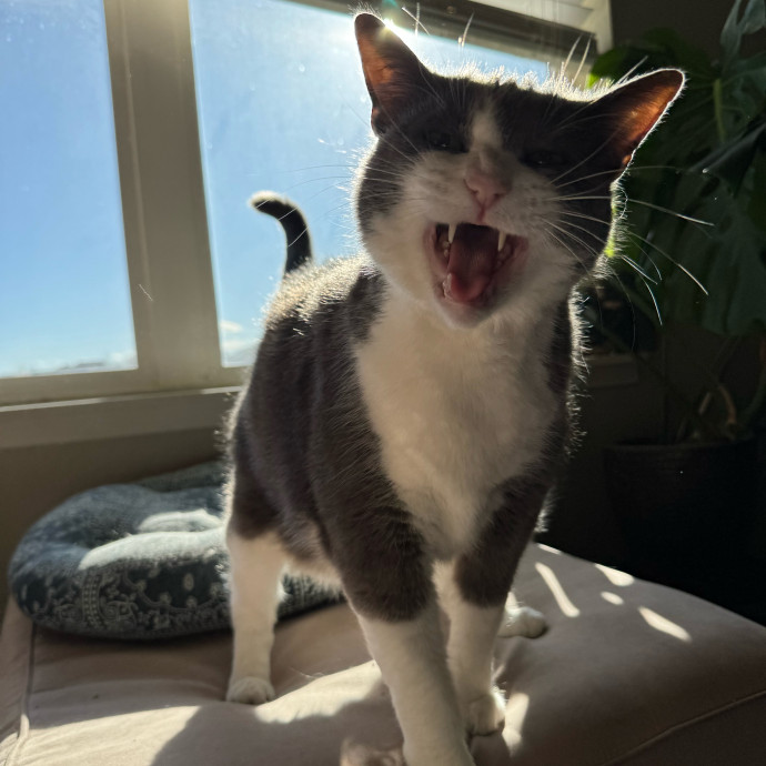 Your Friendly Neighborhood Pet-Sitter