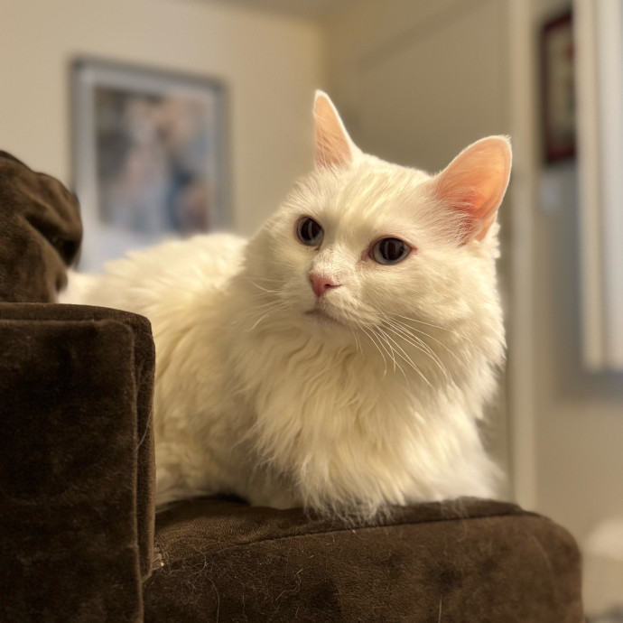 Your Friendly Neighborhood Pet-Sitter