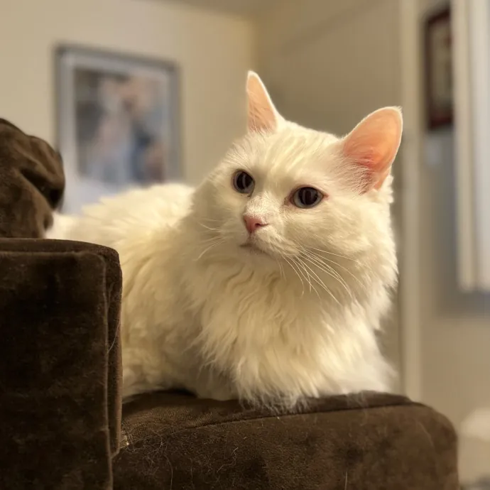 Your Friendly Neighborhood Pet-Sitter