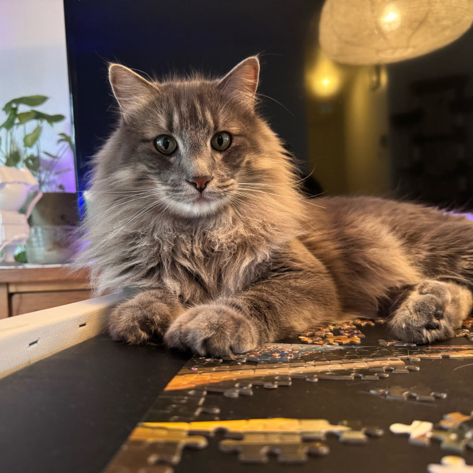 Your Friendly Neighborhood Pet-Sitter