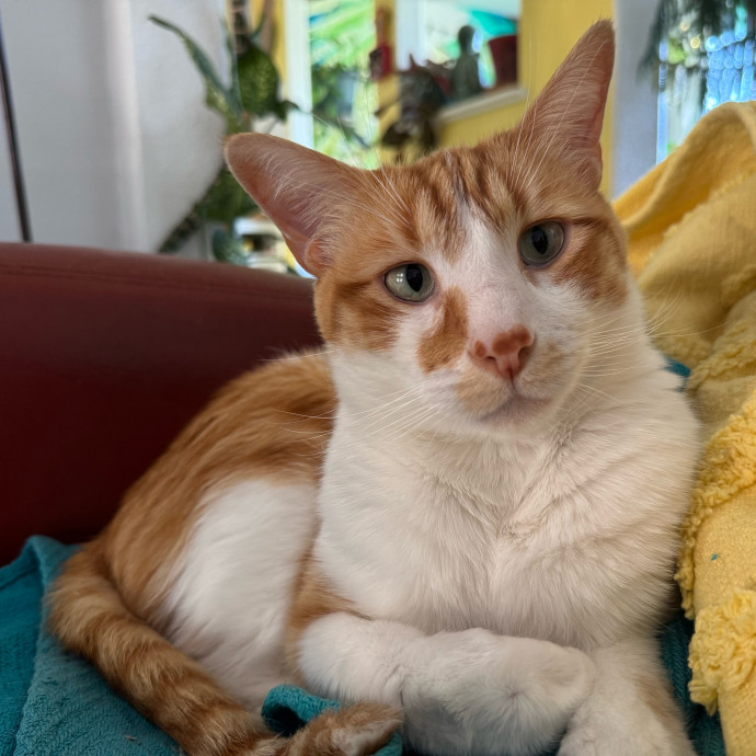 Your Friendly Neighborhood Pet-Sitter