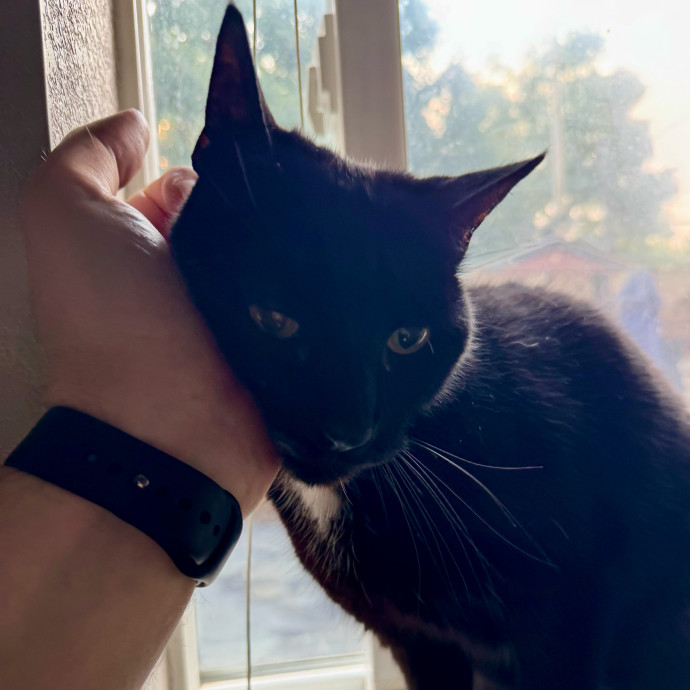 Your Friendly Neighborhood Pet-Sitter