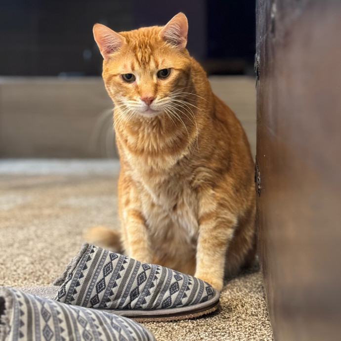 Your Friendly Neighborhood Pet-Sitter
