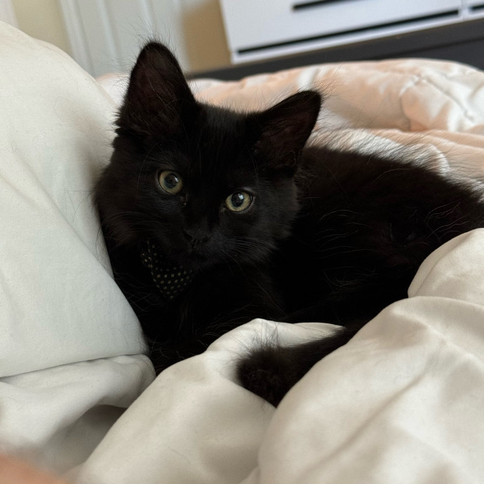 Your Friendly Neighborhood Pet-Sitter