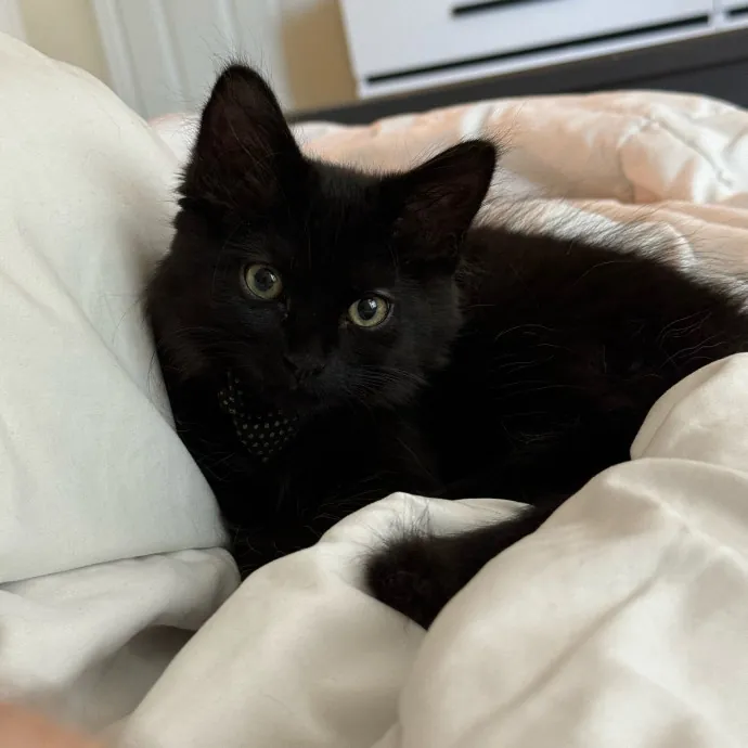 Your Friendly Neighborhood Pet-Sitter