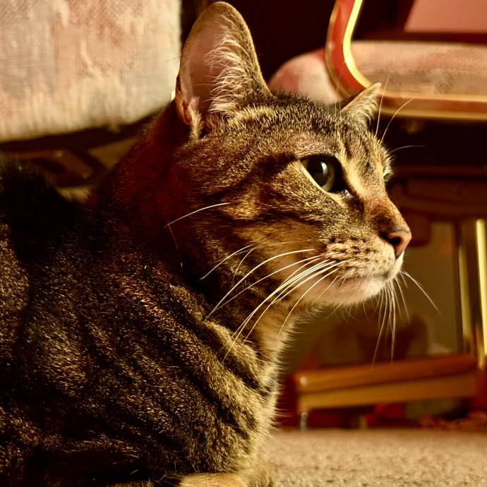 Your Friendly Neighborhood Pet-Sitter