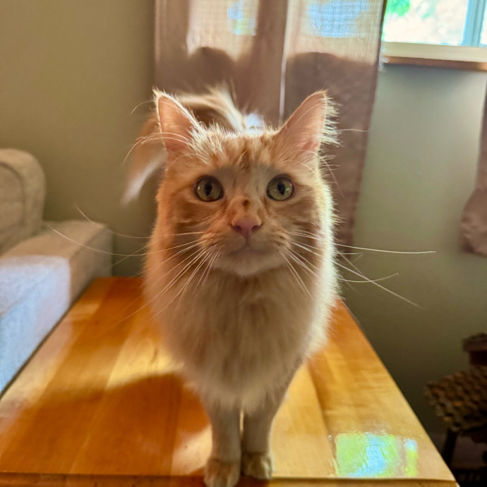 Your Friendly Neighborhood Pet-Sitter