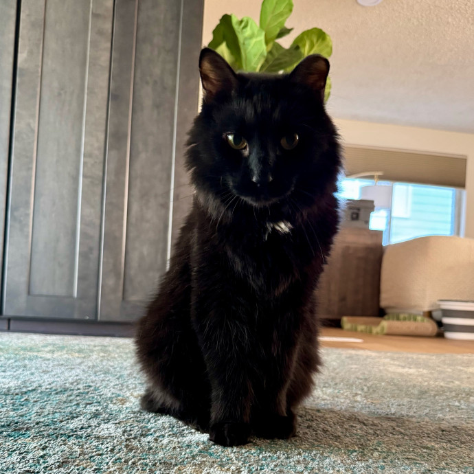 Your Friendly Neighborhood Pet-Sitter