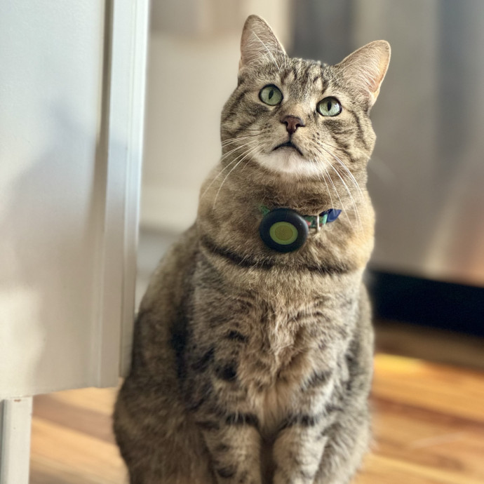 Your Friendly Neighborhood Pet-Sitter