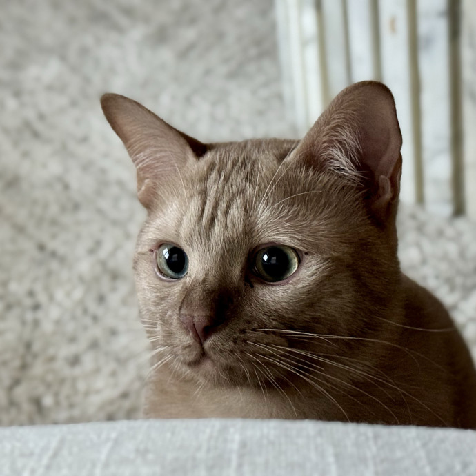 Your Friendly Neighborhood Pet-Sitter