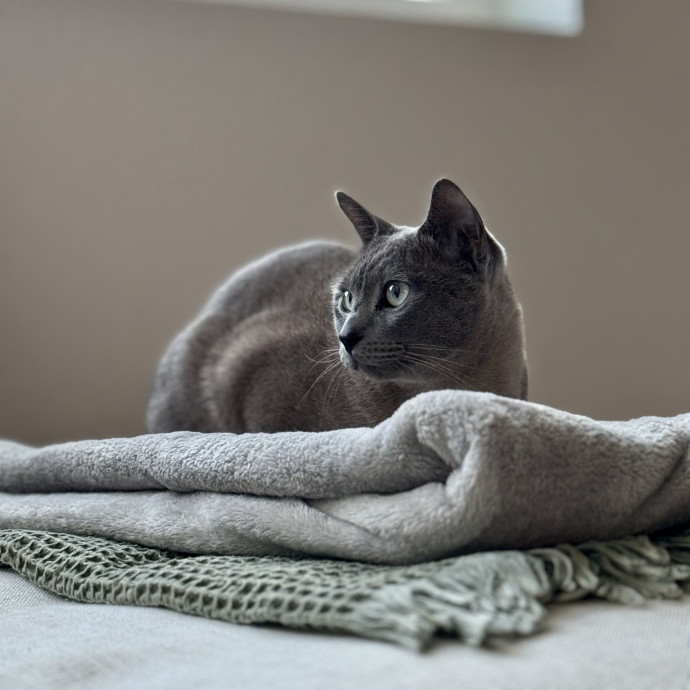 Your Friendly Neighborhood Pet-Sitter