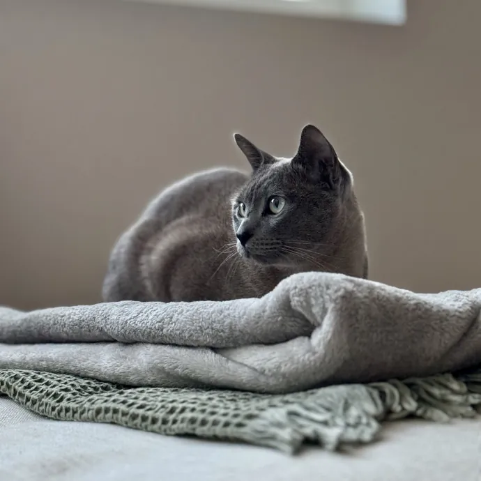 Your Friendly Neighborhood Pet-Sitter