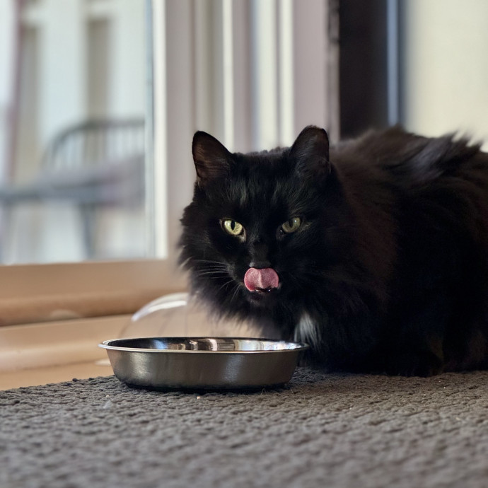 Your Friendly Neighborhood Pet-Sitter